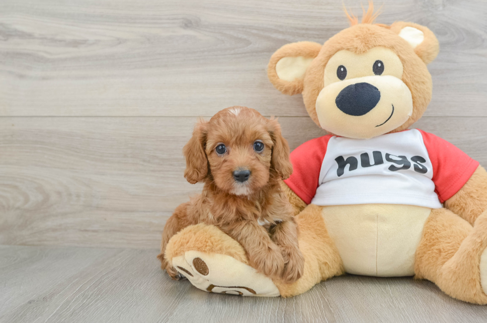 7 week old Cavapoo Puppy For Sale - Lone Star Pups