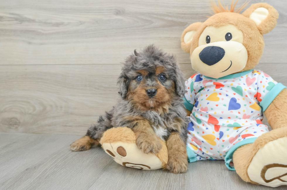 5 week old Cavapoo Puppy For Sale - Lone Star Pups