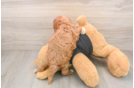 Petite Cavapoo Poodle Mix Pup