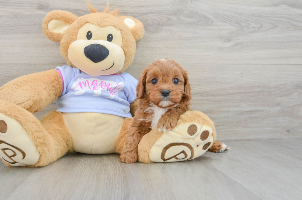 5 week old Cavapoo Puppy For Sale - Lone Star Pups