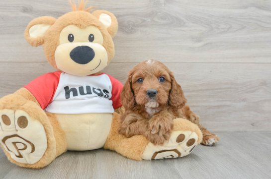 Smart Cavapoo Poodle Mix Pup