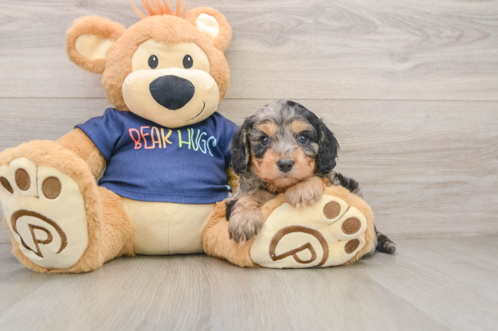 Friendly Cavapoo Baby