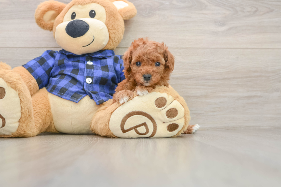 Petite Cavapoo Poodle Mix Pup