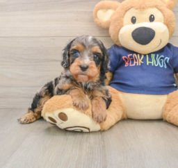 7 week old Cavapoo Puppy For Sale - Lone Star Pups