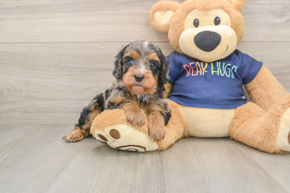 Playful Cavapoodle Poodle Mix Puppy