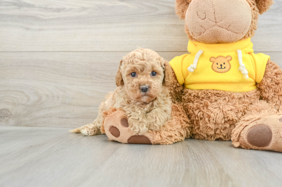 5 week old Cavapoo Puppy For Sale - Lone Star Pups