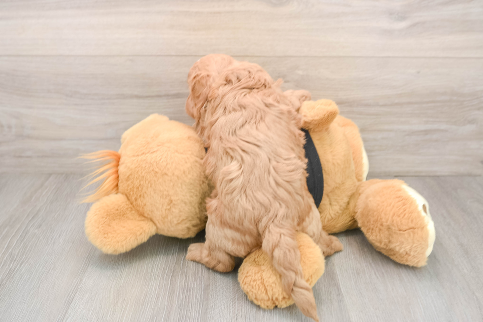 Smart Cavapoo Poodle Mix Pup