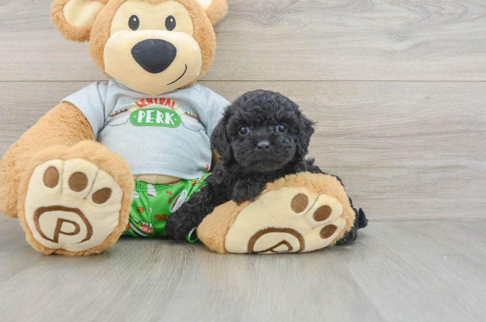 7 week old Cavapoo Puppy For Sale - Lone Star Pups