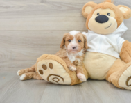 8 week old Cavapoo Puppy For Sale - Lone Star Pups