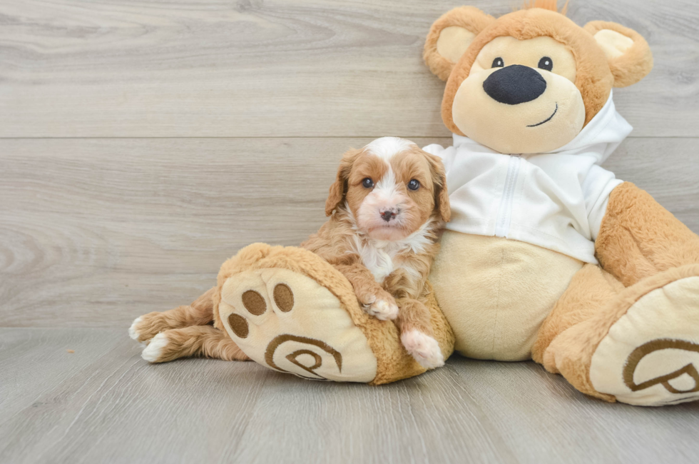 8 week old Cavapoo Puppy For Sale - Lone Star Pups