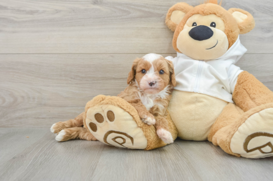 Sweet Cavapoo Baby