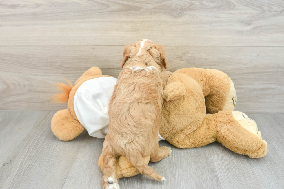 Funny Cavapoo Poodle Mix Pup