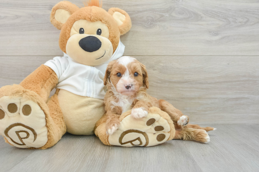 Best Cavapoo Baby