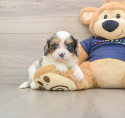 9 week old Cavapoo Puppy For Sale - Lone Star Pups