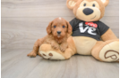 Playful Cavapoodle Poodle Mix Puppy