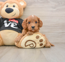 7 week old Cavapoo Puppy For Sale - Lone Star Pups