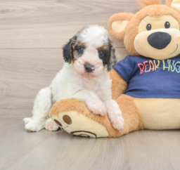 7 week old Cavapoo Puppy For Sale - Lone Star Pups