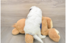 Adorable Cavalier King Charles Spaniel and Poodle Mix Poodle Mix Puppy