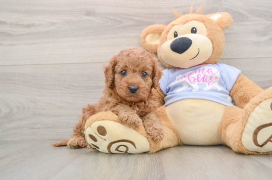 Playful Cavapoodle Poodle Mix Puppy