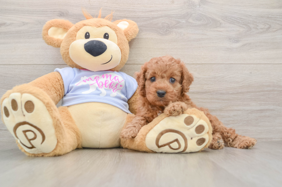 Fluffy Cavapoo Poodle Mix Pup