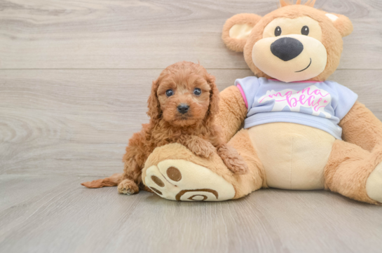 Cavapoo Puppy for Adoption