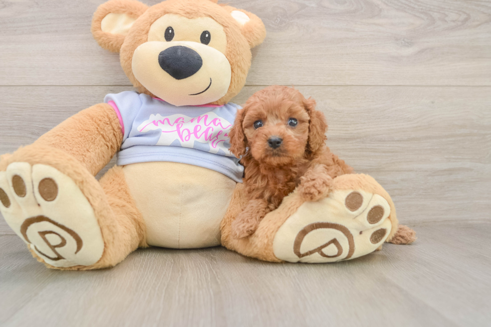 Best Cavapoo Baby