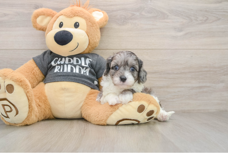 Funny Cavapoo Poodle Mix Pup