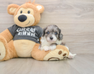 7 week old Cavapoo Puppy For Sale - Lone Star Pups