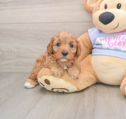 7 week old Cavapoo Puppy For Sale - Lone Star Pups