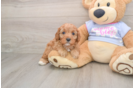 Hypoallergenic Cavadoodle Poodle Mix Puppy
