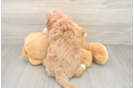 Cavapoo Puppy for Adoption