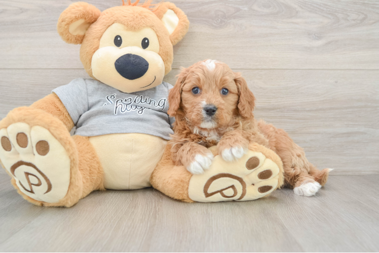 Cavapoo Puppy for Adoption