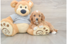 Cavapoo Puppy for Adoption