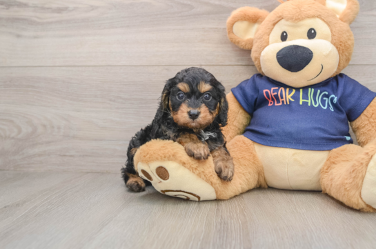 Cavapoo Pup Being Cute