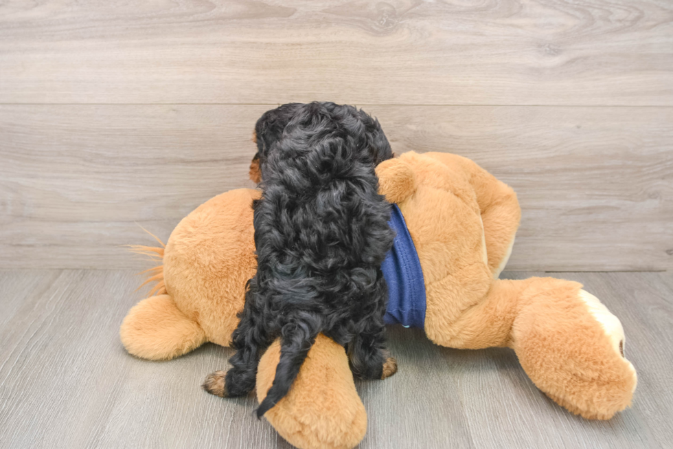 Hypoallergenic Cavadoodle Poodle Mix Puppy