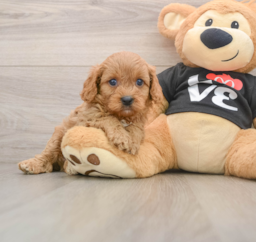 8 week old Cavapoo Puppy For Sale - Lone Star Pups