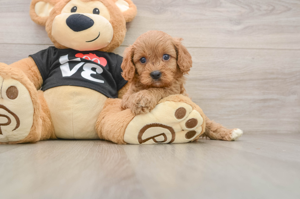 Cavapoo Puppy for Adoption