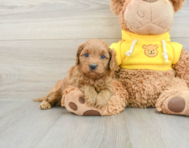 7 week old Cavapoo Puppy For Sale - Lone Star Pups