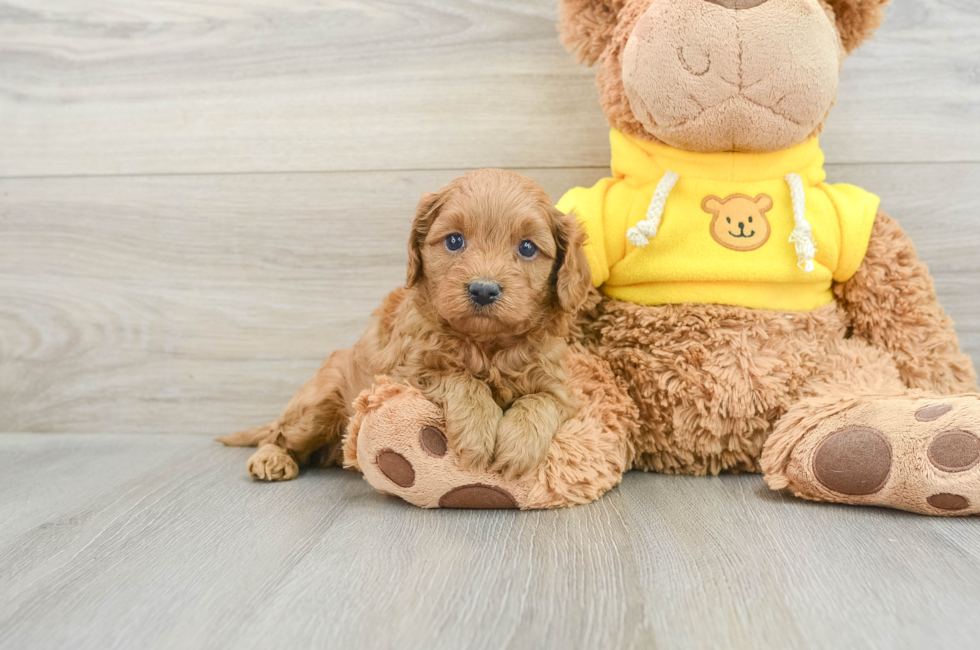 5 week old Cavapoo Puppy For Sale - Lone Star Pups