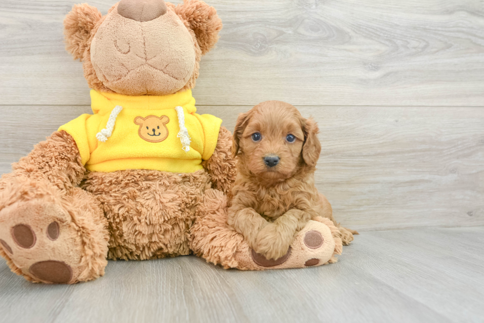 Smart Cavapoo Poodle Mix Pup