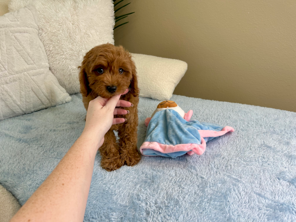 Cavapoo Puppy for Adoption