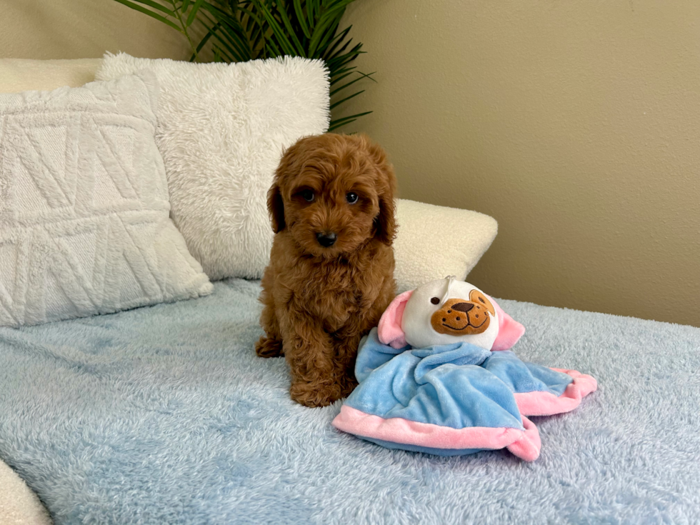 Cute Cavalier King Charles Spaniel and Poodle Mix Poodle Mix Puppy