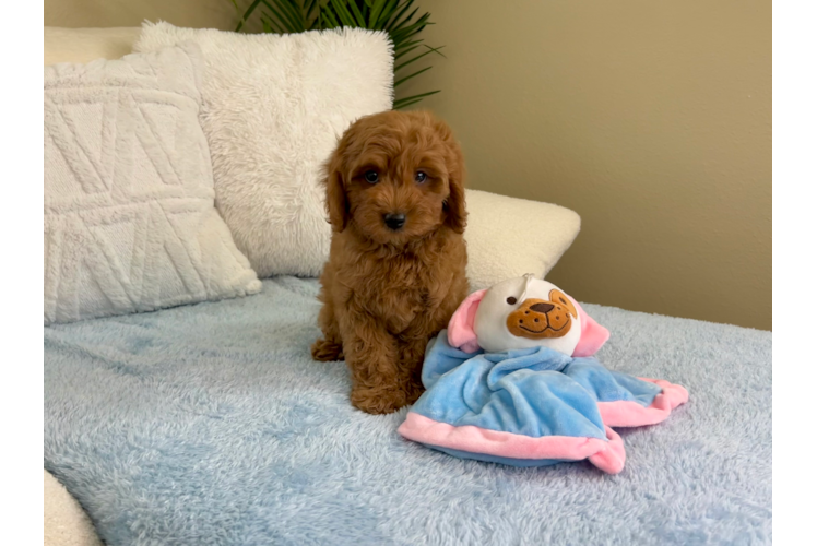 Cute Cavapoo Baby