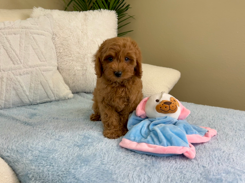 Cute Cavapoo Baby