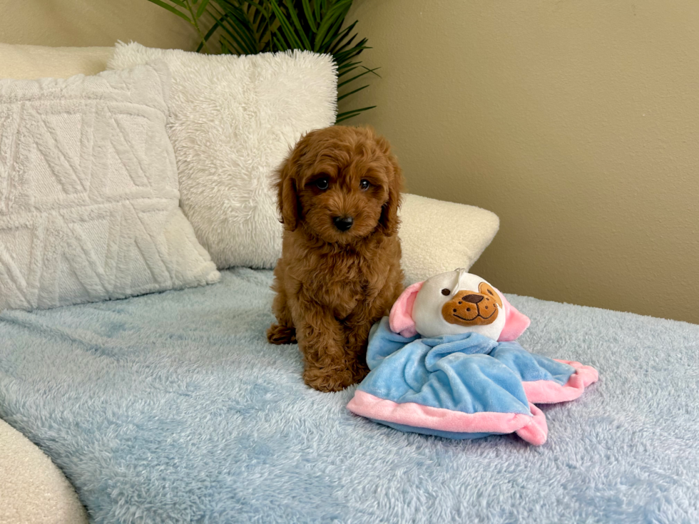 Cute Cavapoo Baby