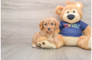 Cavapoo Puppy for Adoption