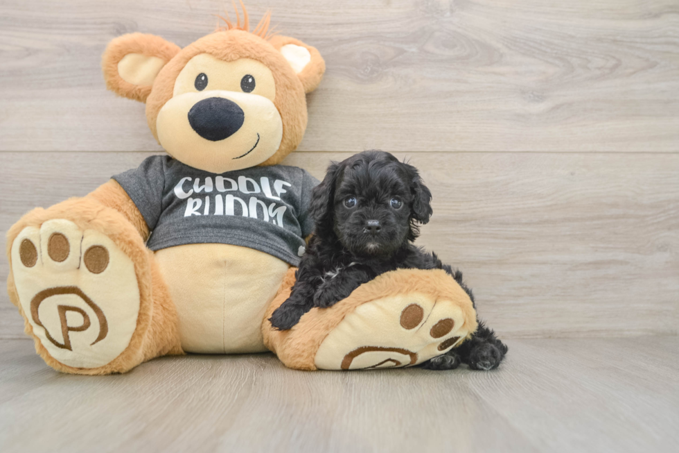Happy Cavapoo Baby
