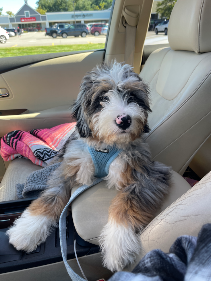 full-grown Mini Bernedoodle dog