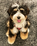 Cute Mini Bernedoodle Pup Cute Mini Bernedoodle Pup