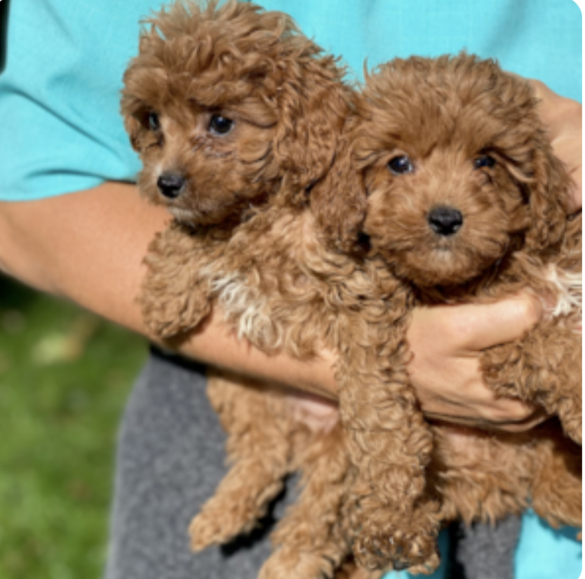 lone star pups breeder holding two brown puppies